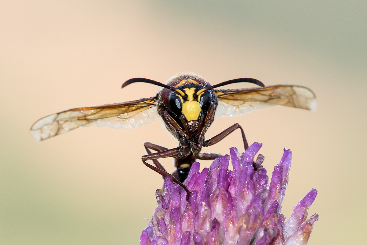 Sceliphron ? no, Delta unguiculatum